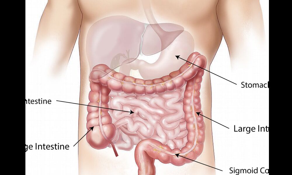 abdomen, intestine, large